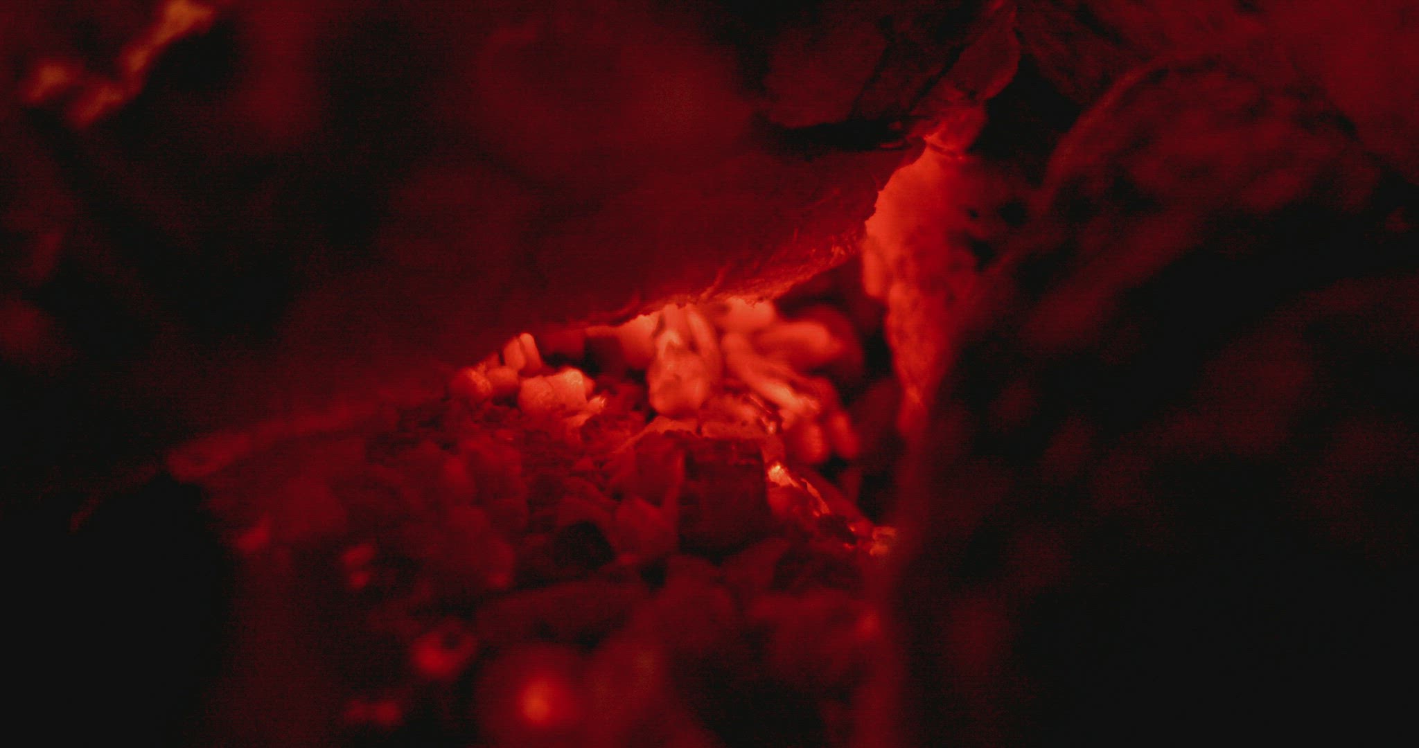 Bonfire embers