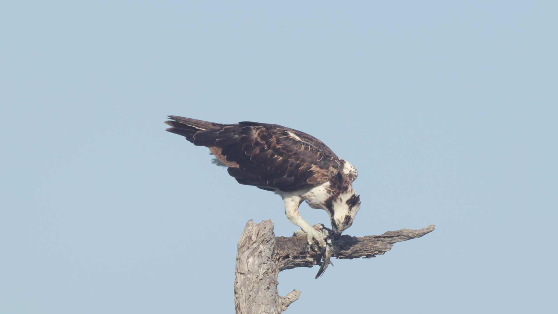 Osprey (Pandion haliaetus) feeds on a mullet