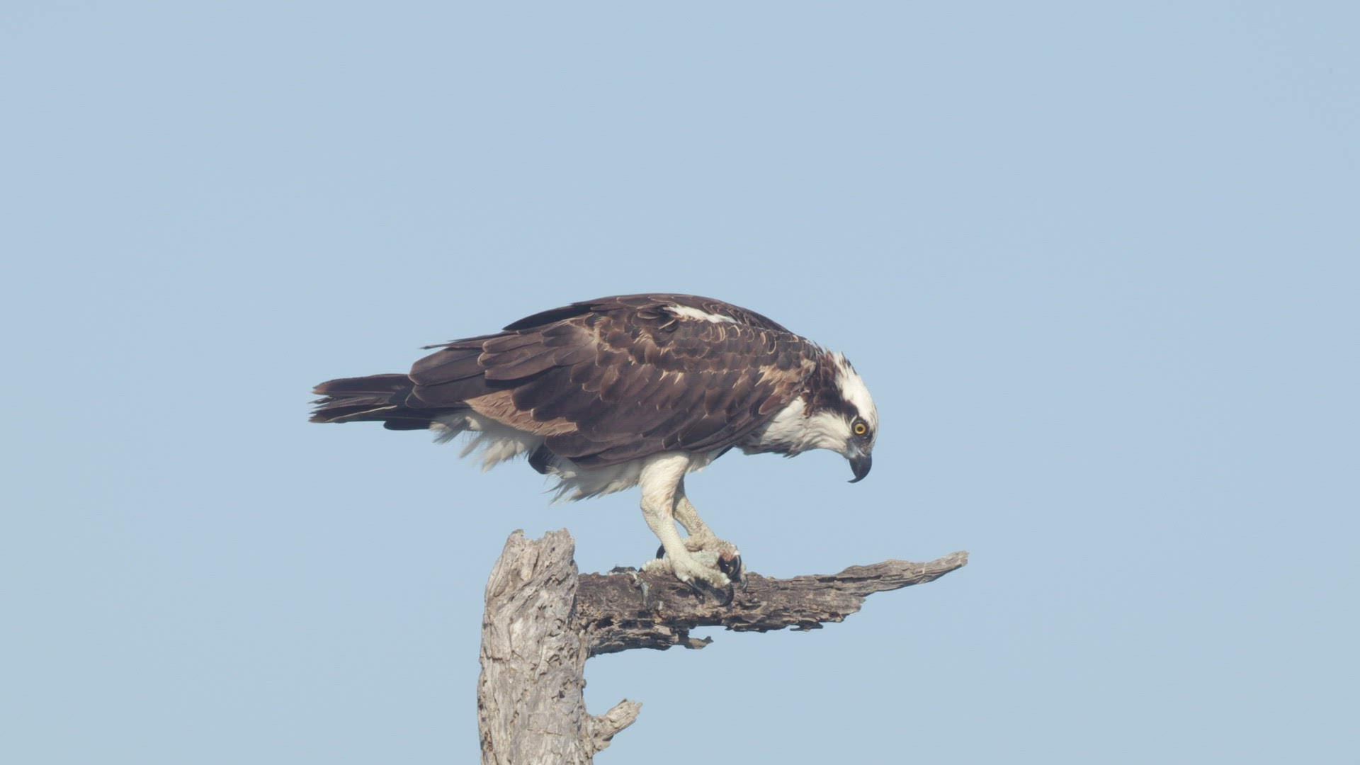 Osprey (Pandion haliaetus) cleans it beak after feeding