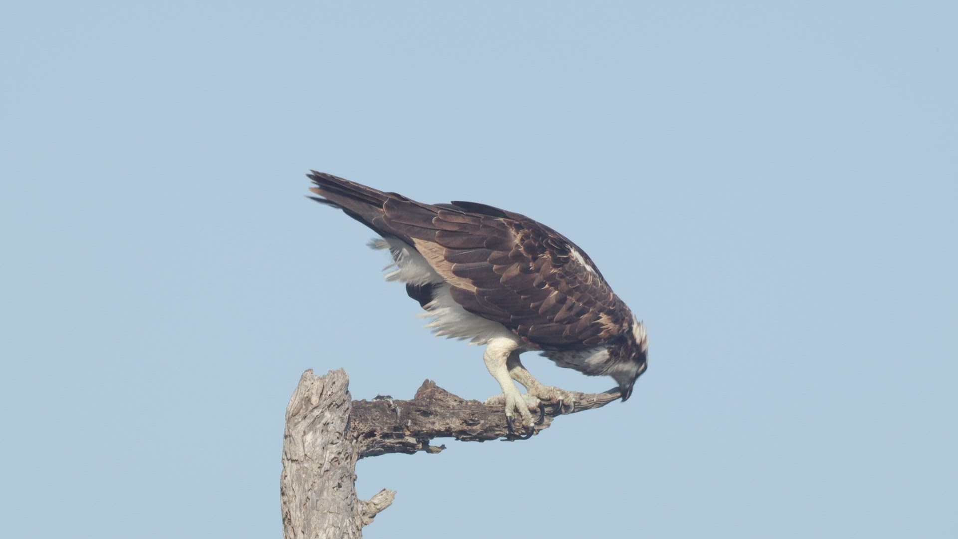 Osprey (Pandion haliaetus) cleans its beak after feeding
