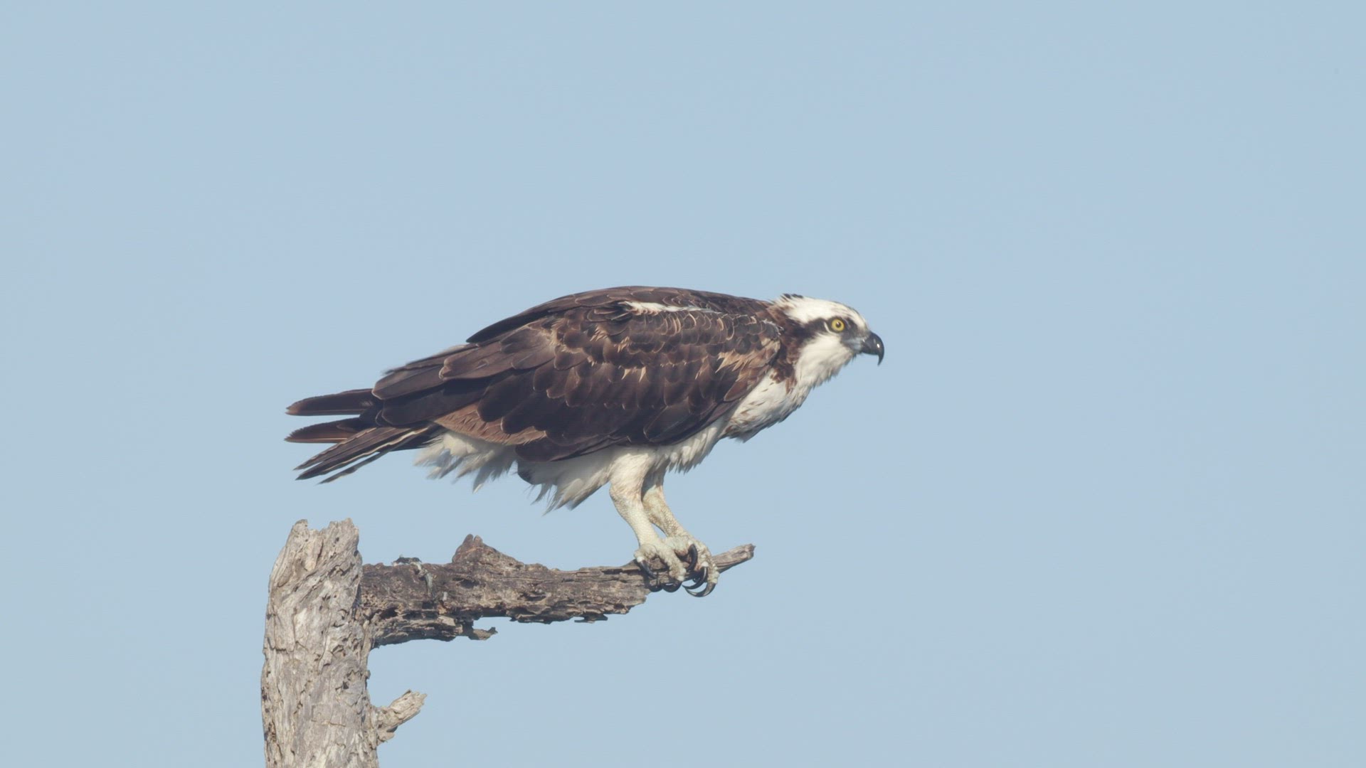 Osprey (Pandion haliaetus) cleans its beak after feeding