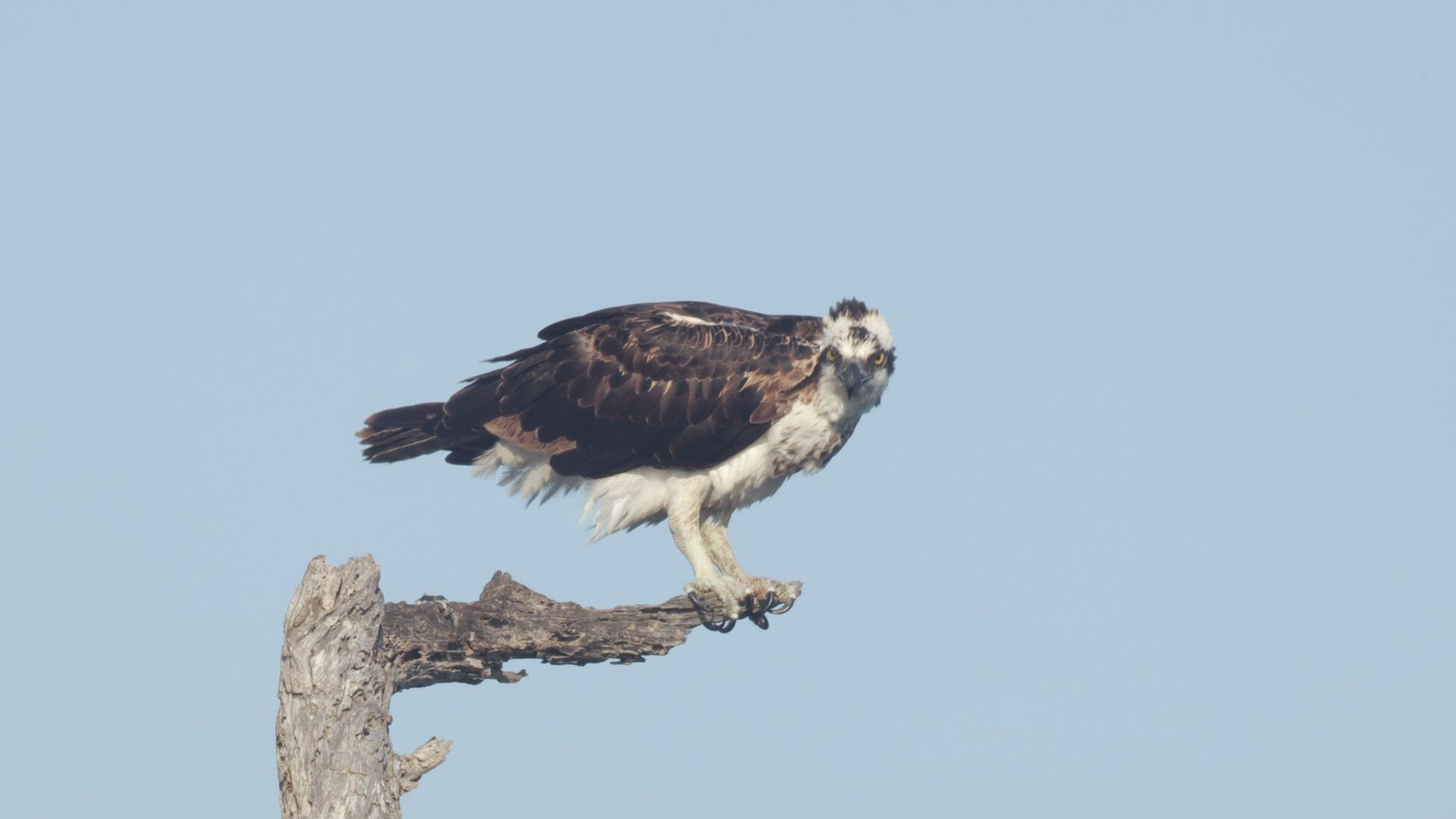Osprey (Pandion haliaetus) cleans its beak after feeding