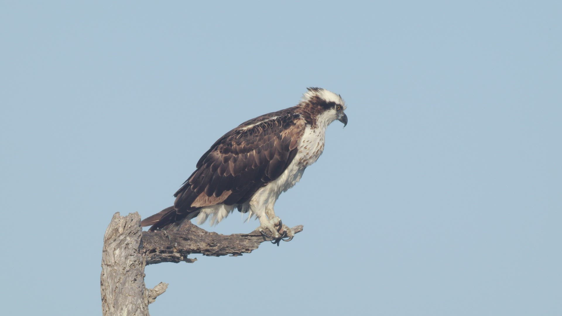 Osprey (Pandion haliaetus) perched, clenches its foot