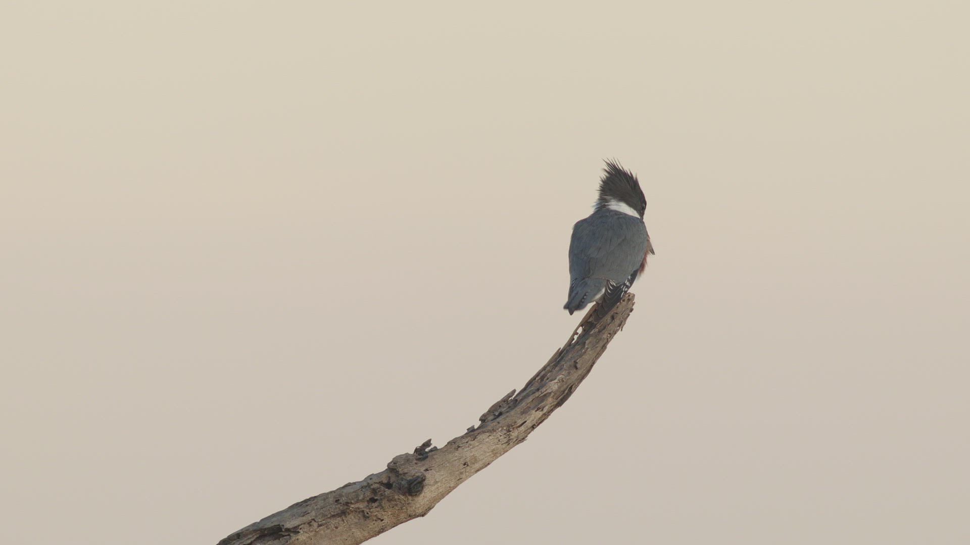 Belted kingfisher (Megaceryle alcyon) scans for prey from a fishing perch