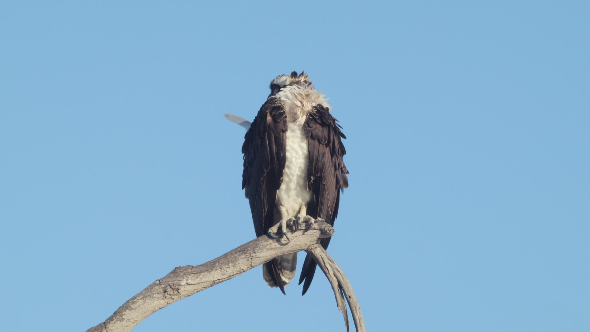 Osprey (Pandion haliaetus) preens its feathers