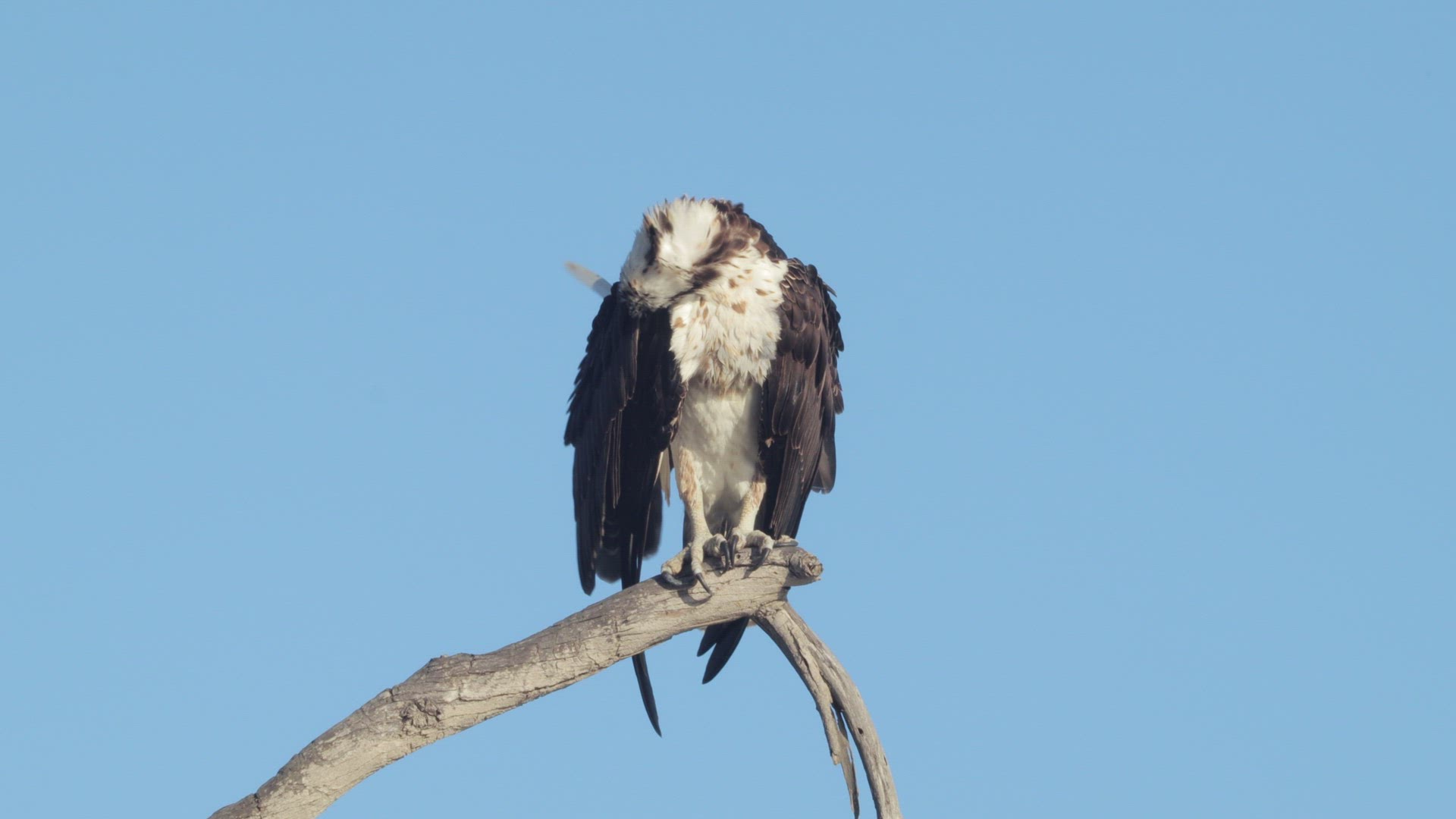 Osprey (Pandion haliaetus) preens its feathers