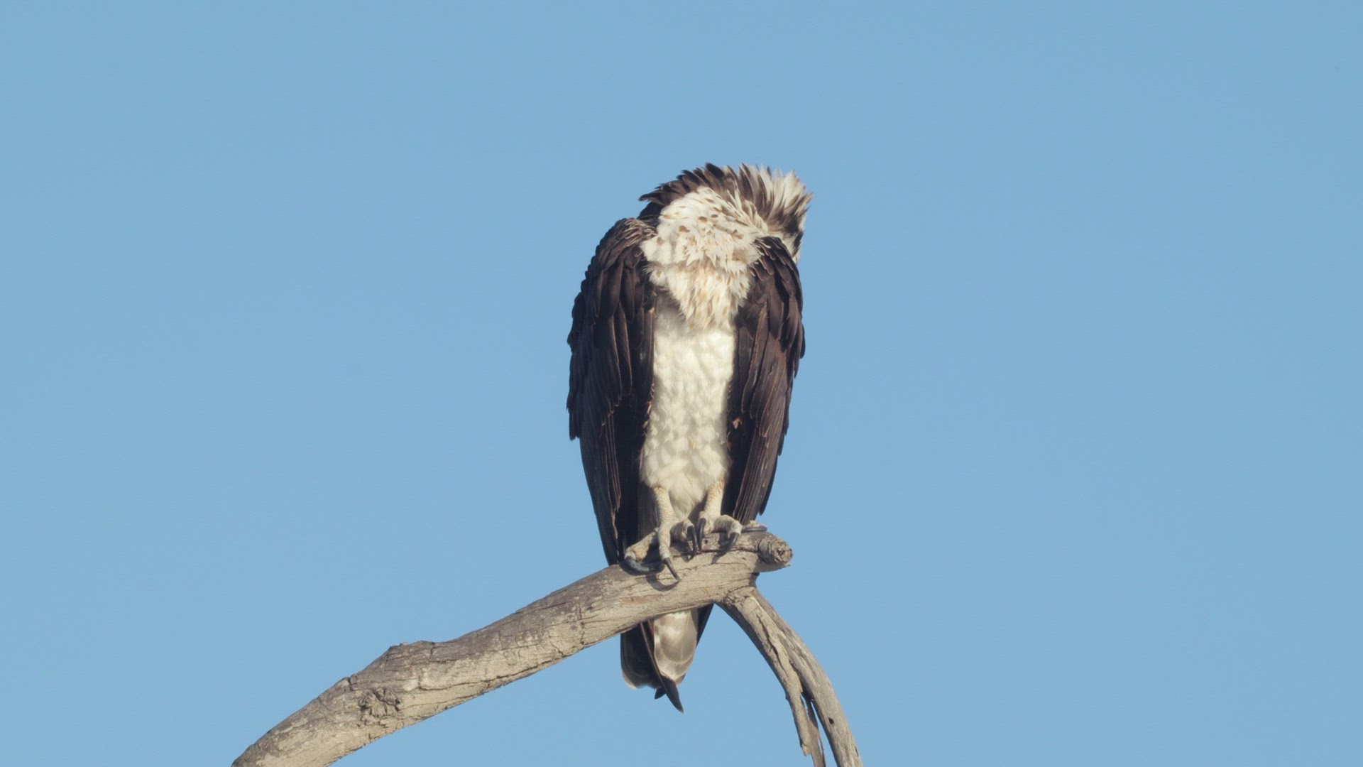 Osprey (Pandion haliaetus) preens its feathers