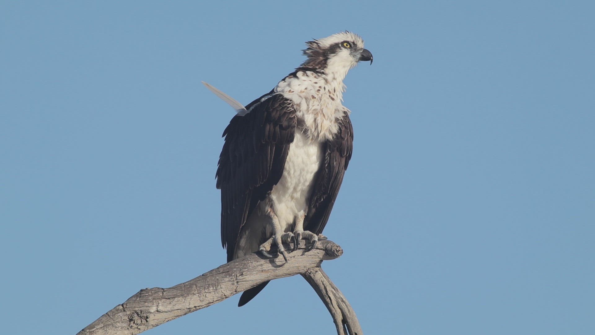 Osprey (Pandion haliaetus) shakes its tail and preens