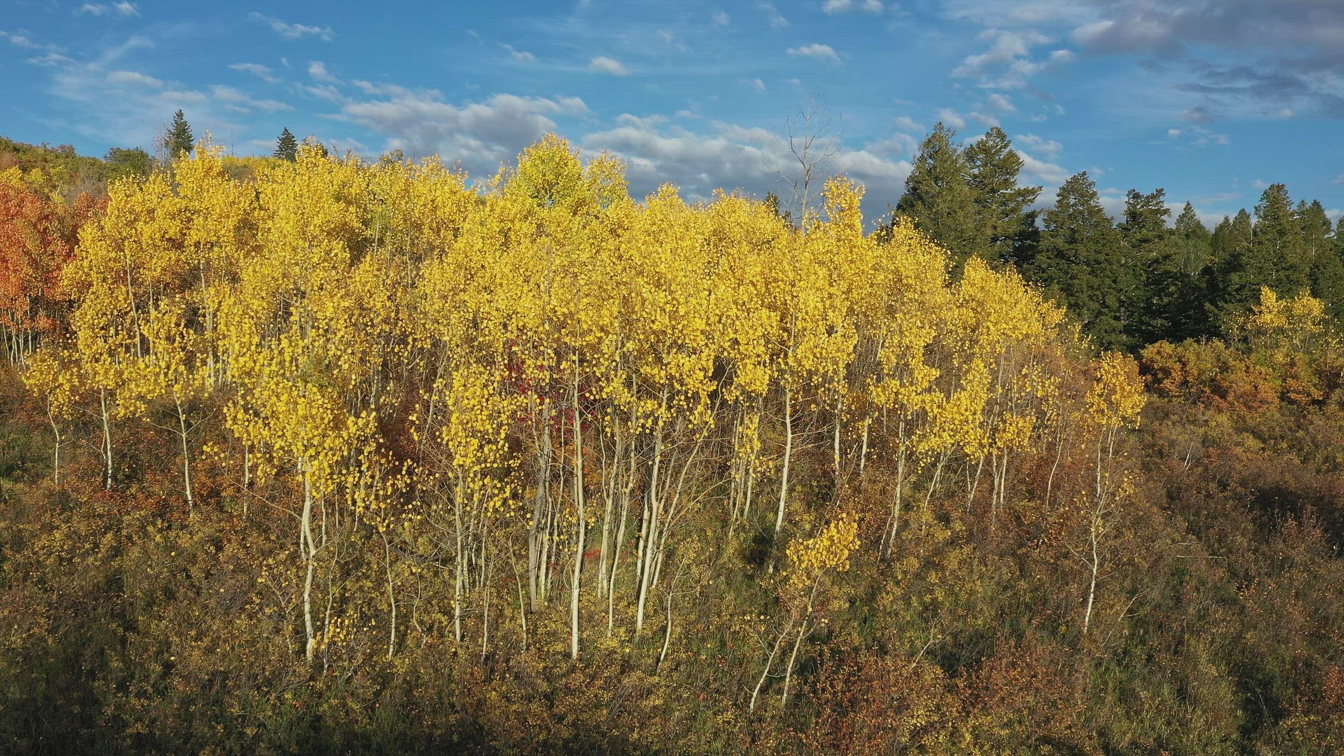 Beautiful Autumn scenery slowly moving around the foliage