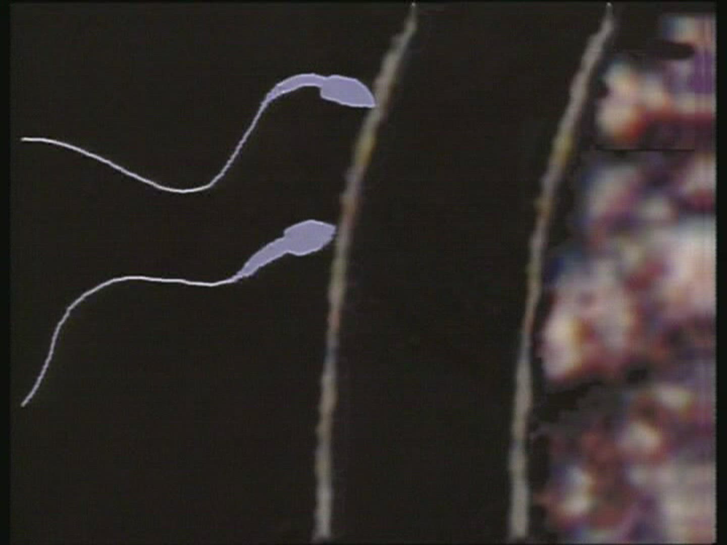 Animation depicting sperm attacking outer layer of ovum