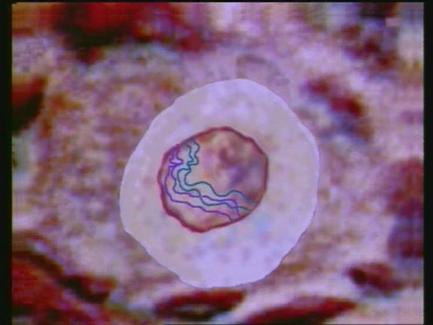 Animation of chromosomes found within cell of the human body
