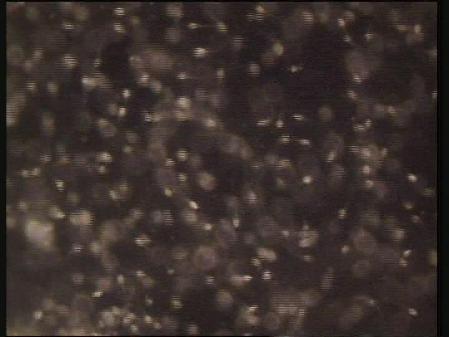 Human sperm swimming