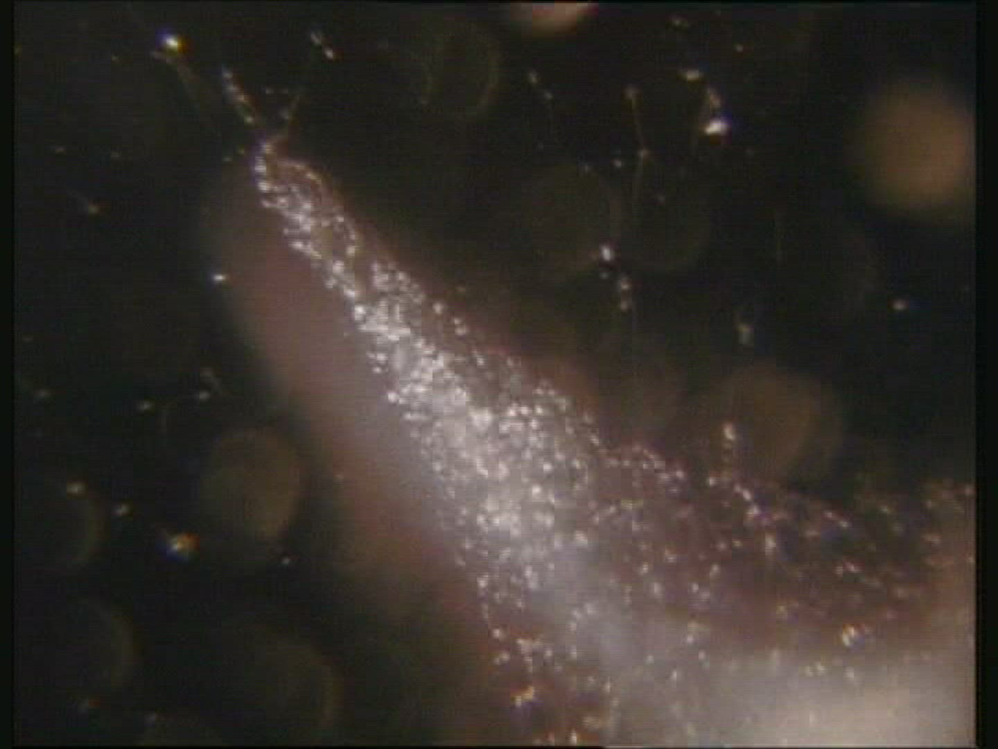 Sperm swimming