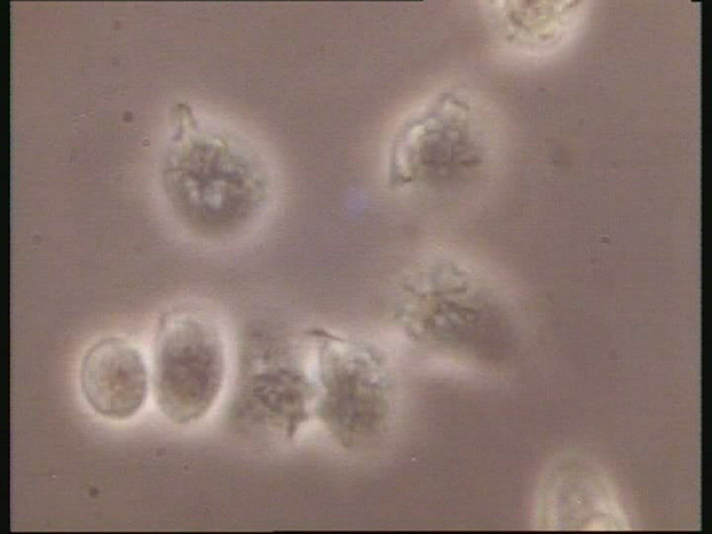 Pre embryo cells micro
