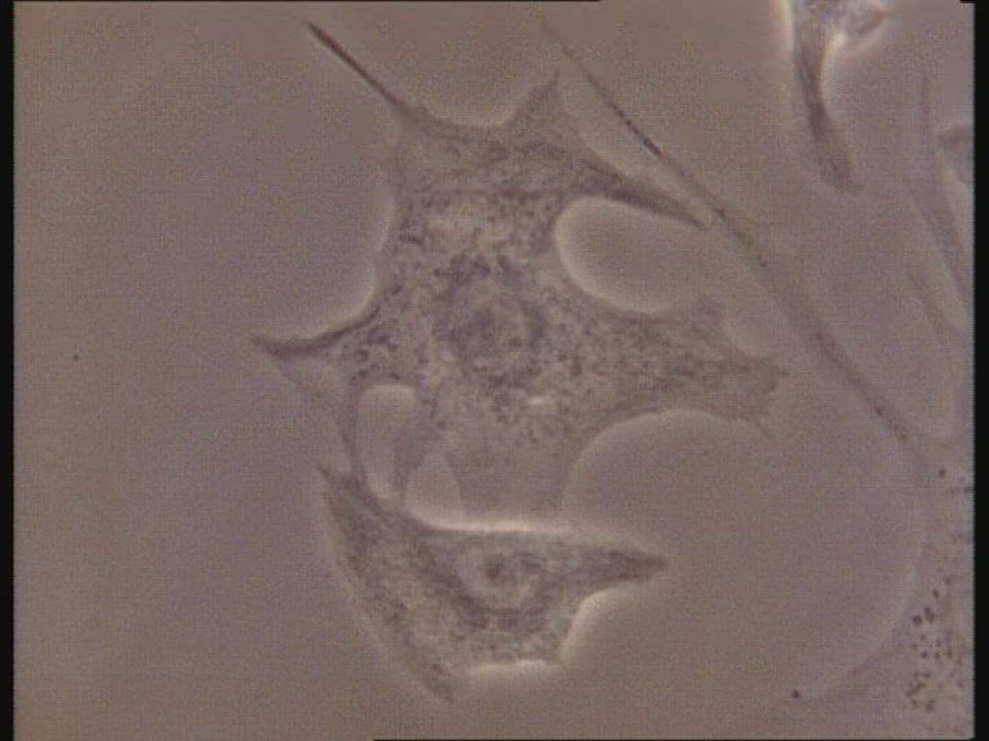 Embryonic heart cells start to pulsate