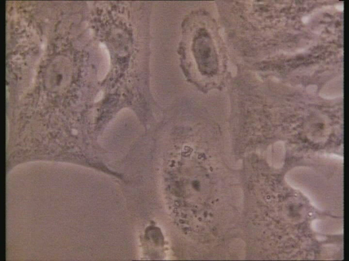 Embryo heart cells beating in unison. Microscopy