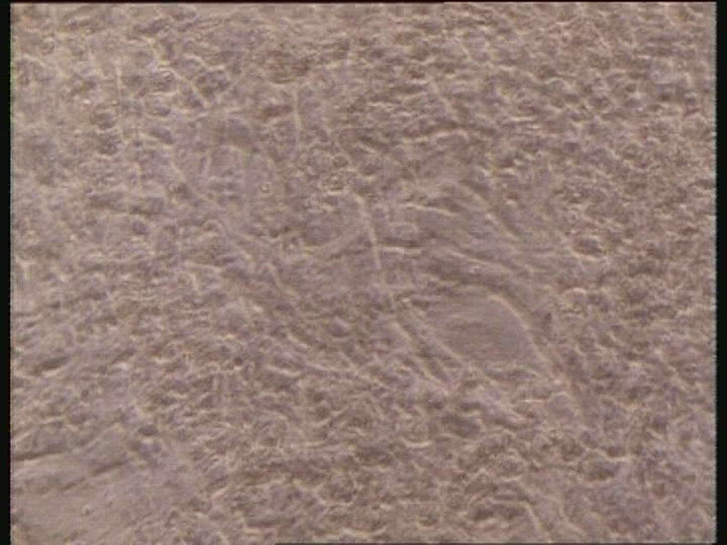 Embryo heart cells beating in unison. Microscopy