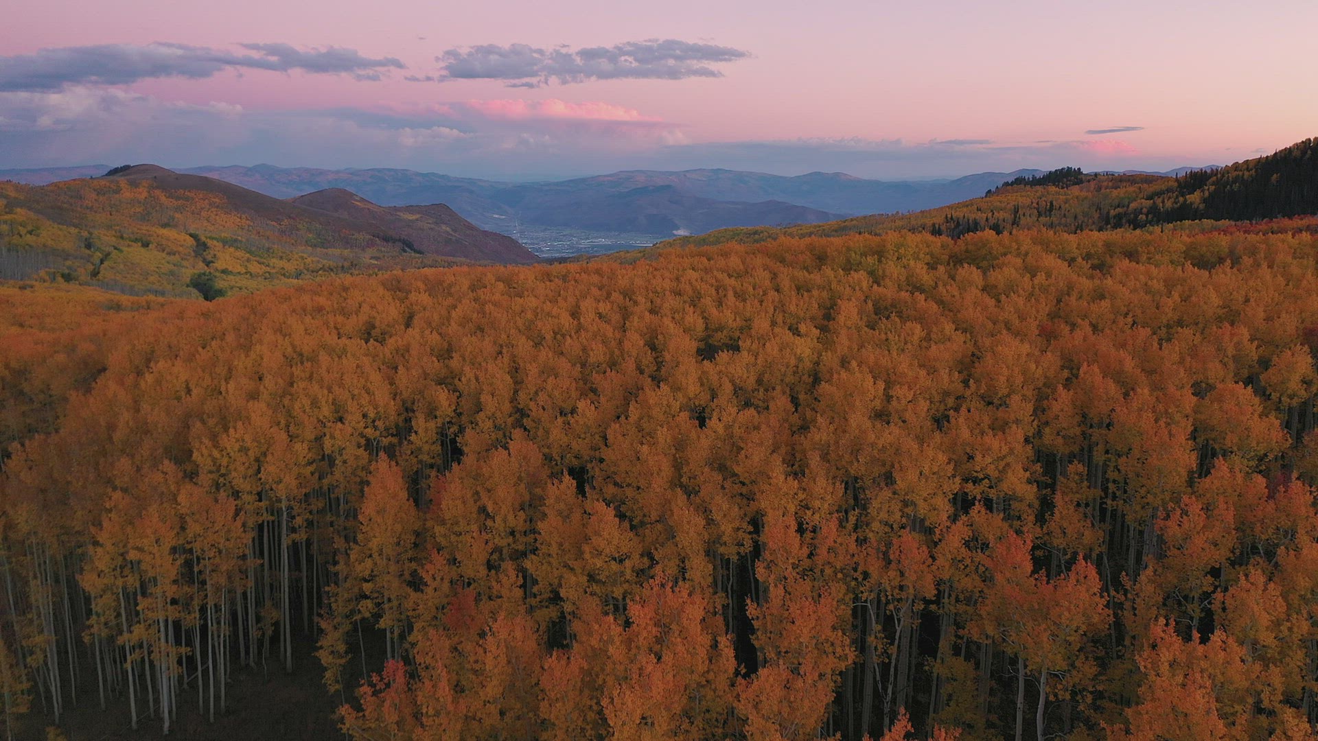 Flying over mountain forest during prime Fall color in the Utah Mountains