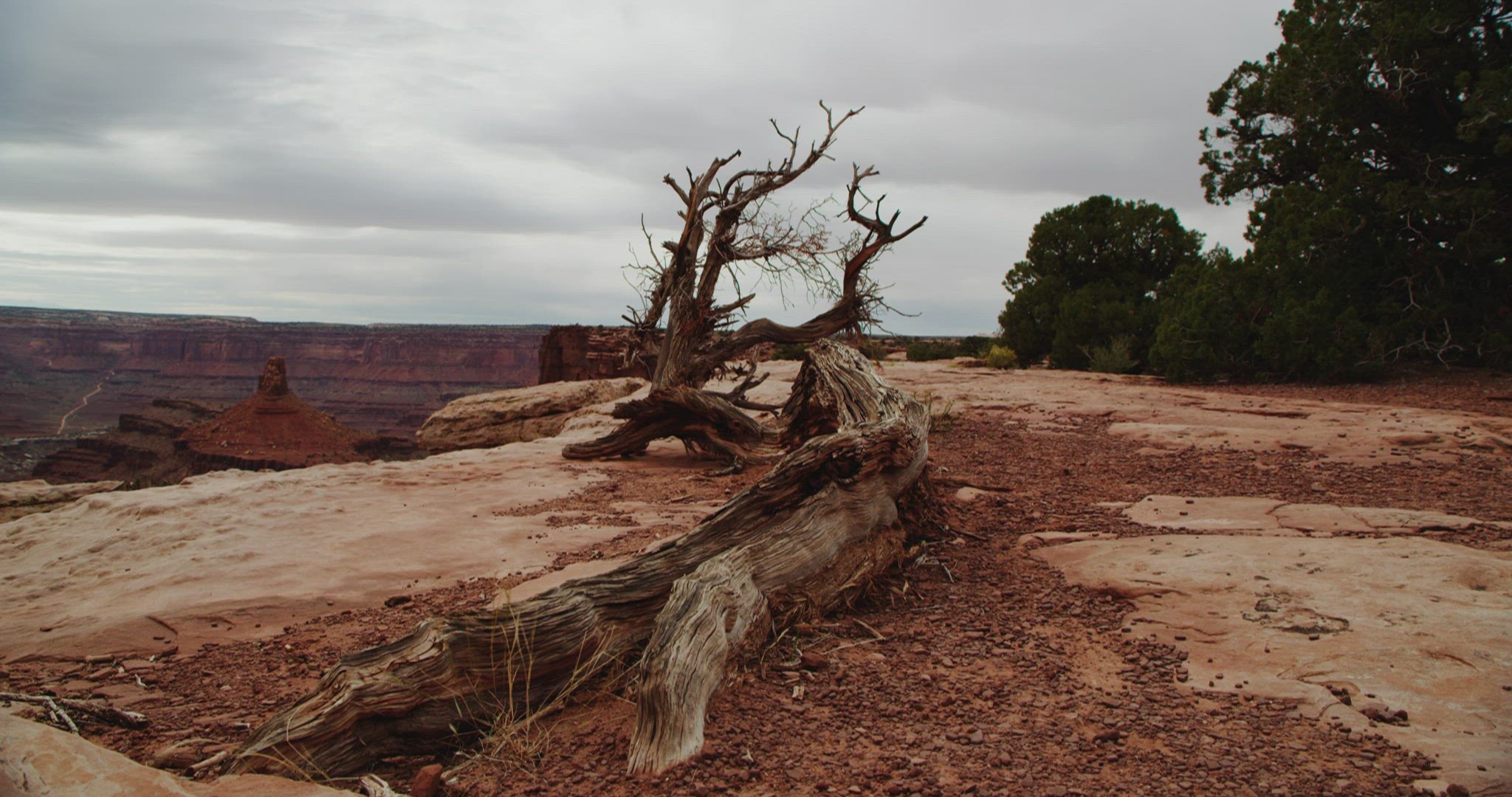 Dead tree laying on ground in Utah
