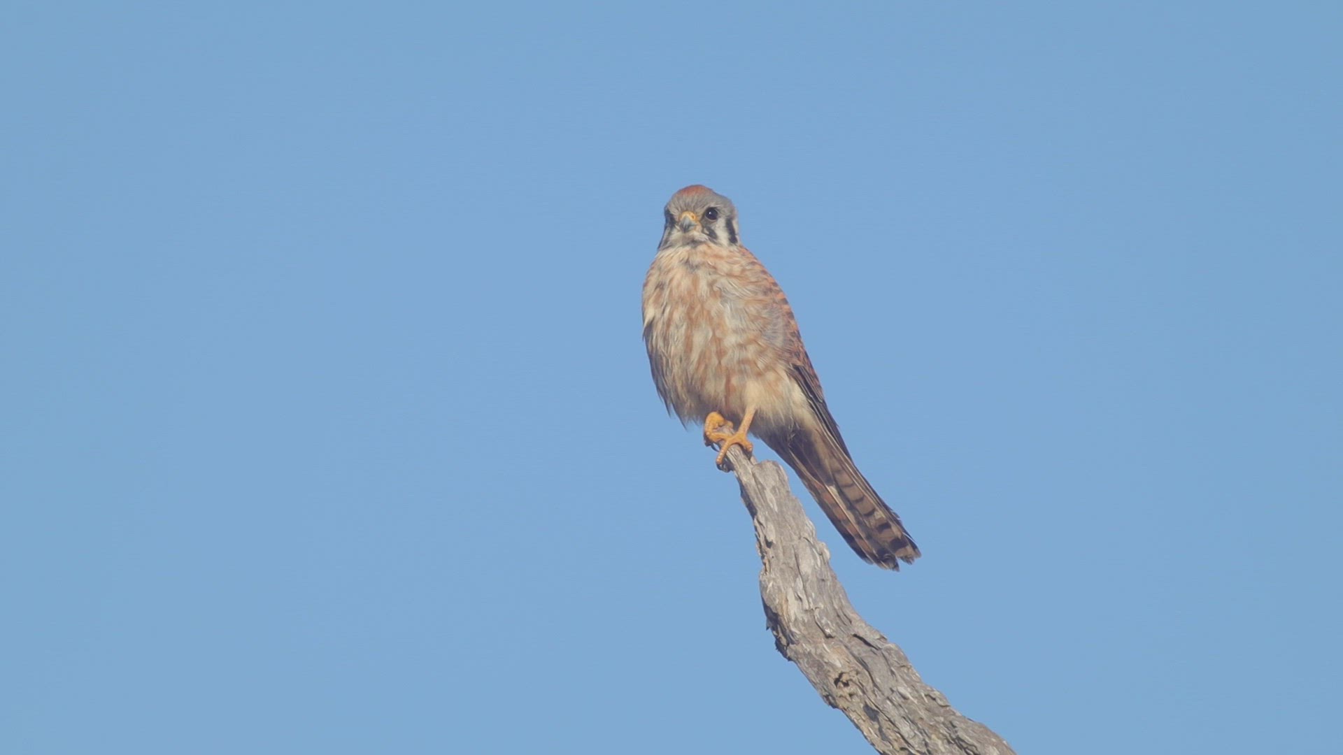 American kestrel takes flight in pursuit of prey, Southern California.