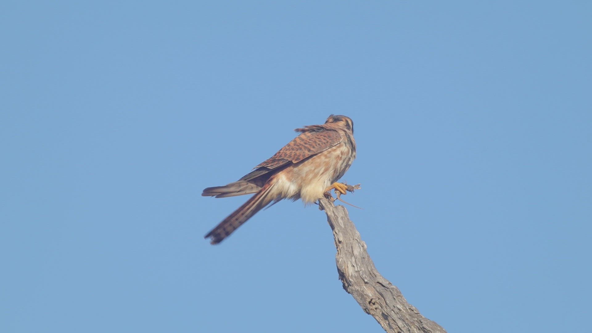 American kestrel feeds on a lizard, Southern California.