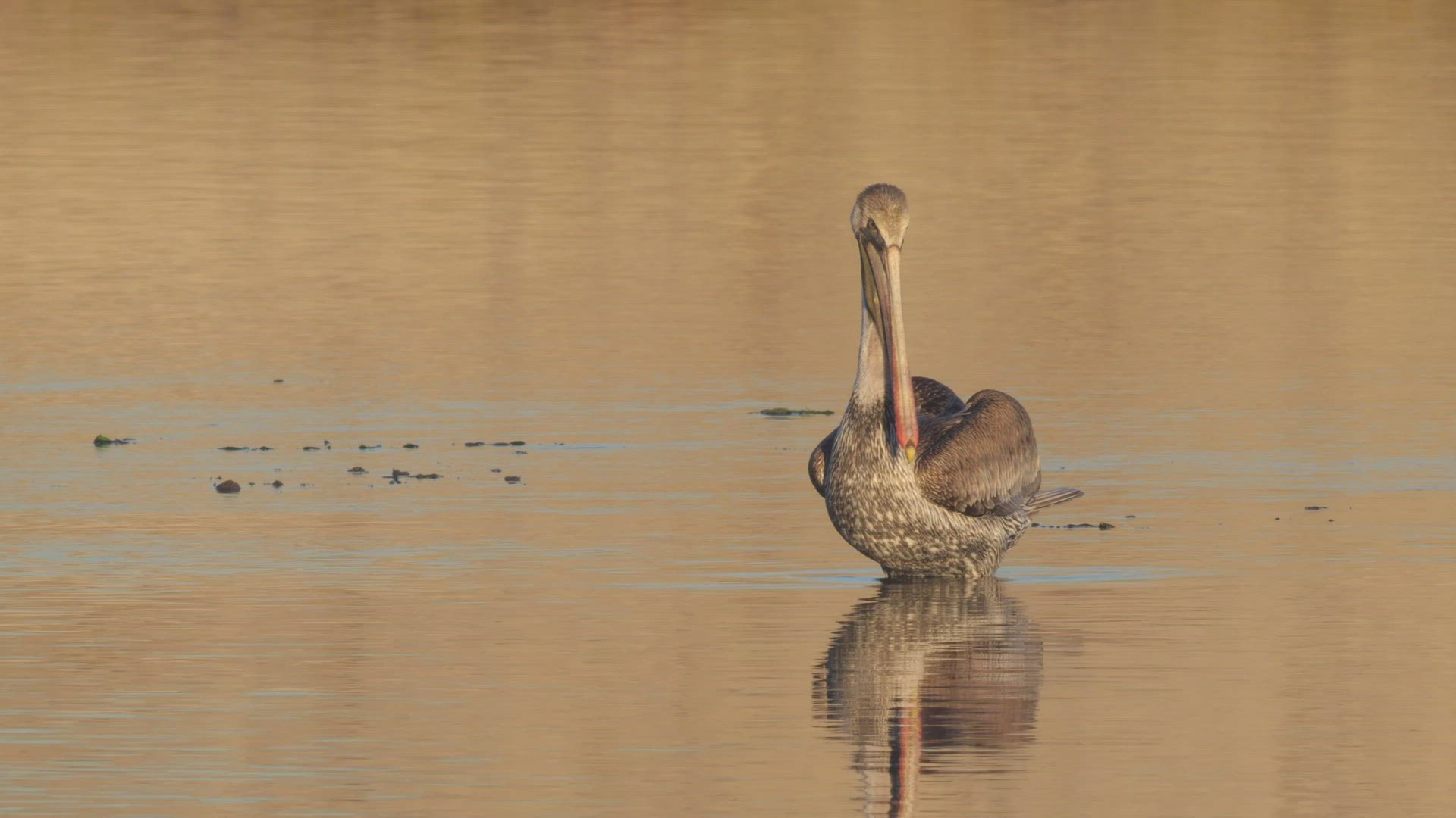 Brown pelican roosting at a tidal basin takes flight, Southern California.