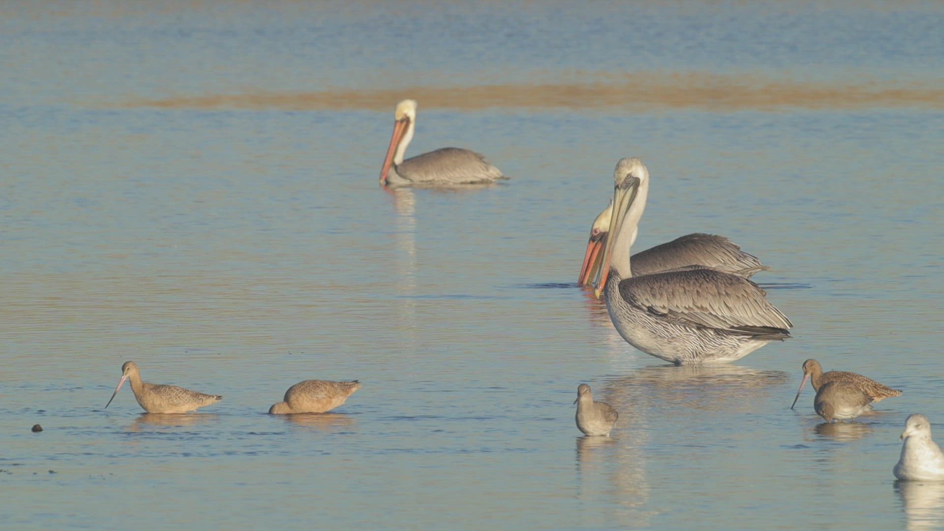 Brown pelicans (Pelecanus occidentalis) roost at a tidal basin, Southern California.