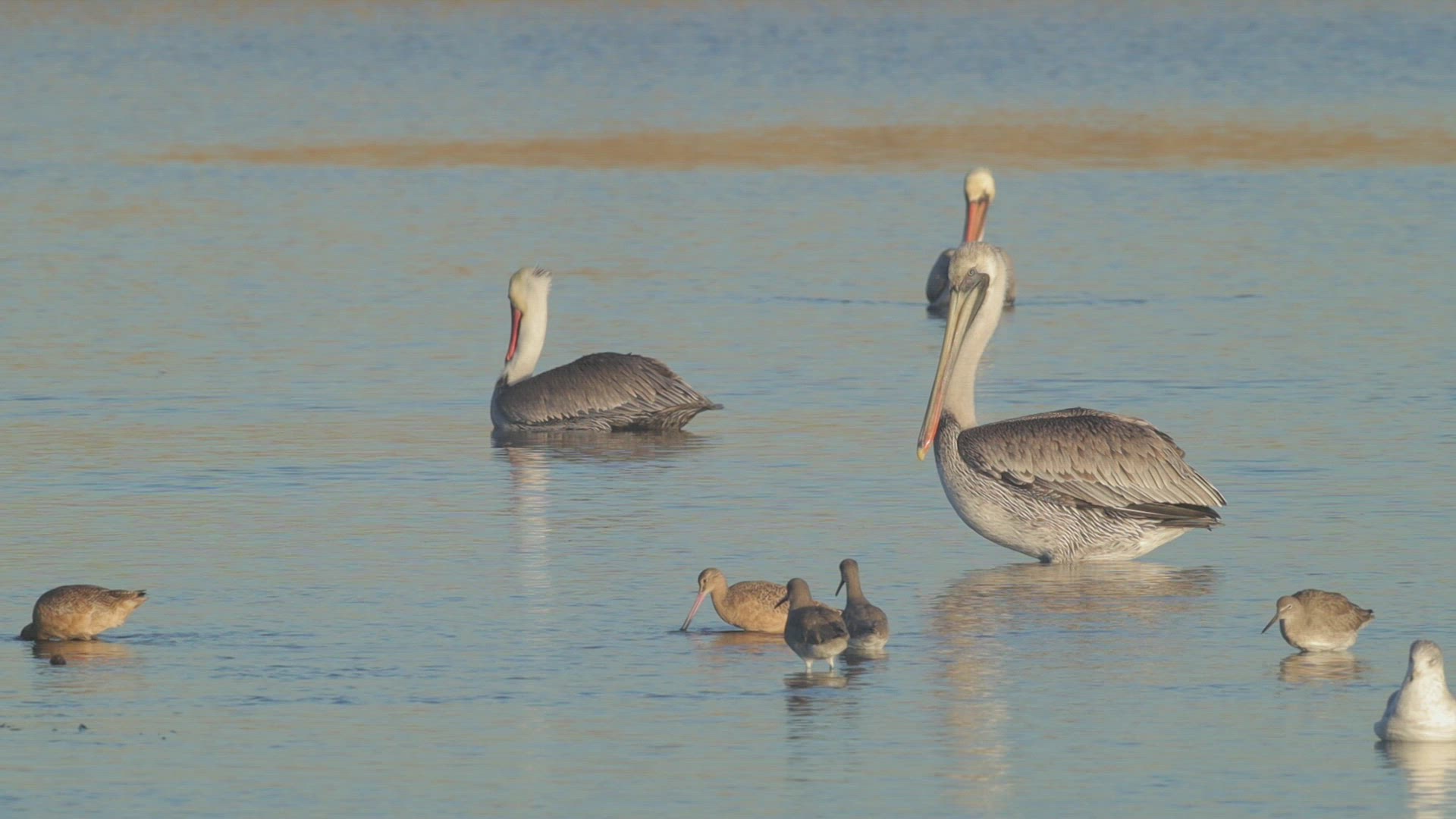 Brown pelicans (Pelecanus occidentalis) roost at a tidal basin, Southern California.