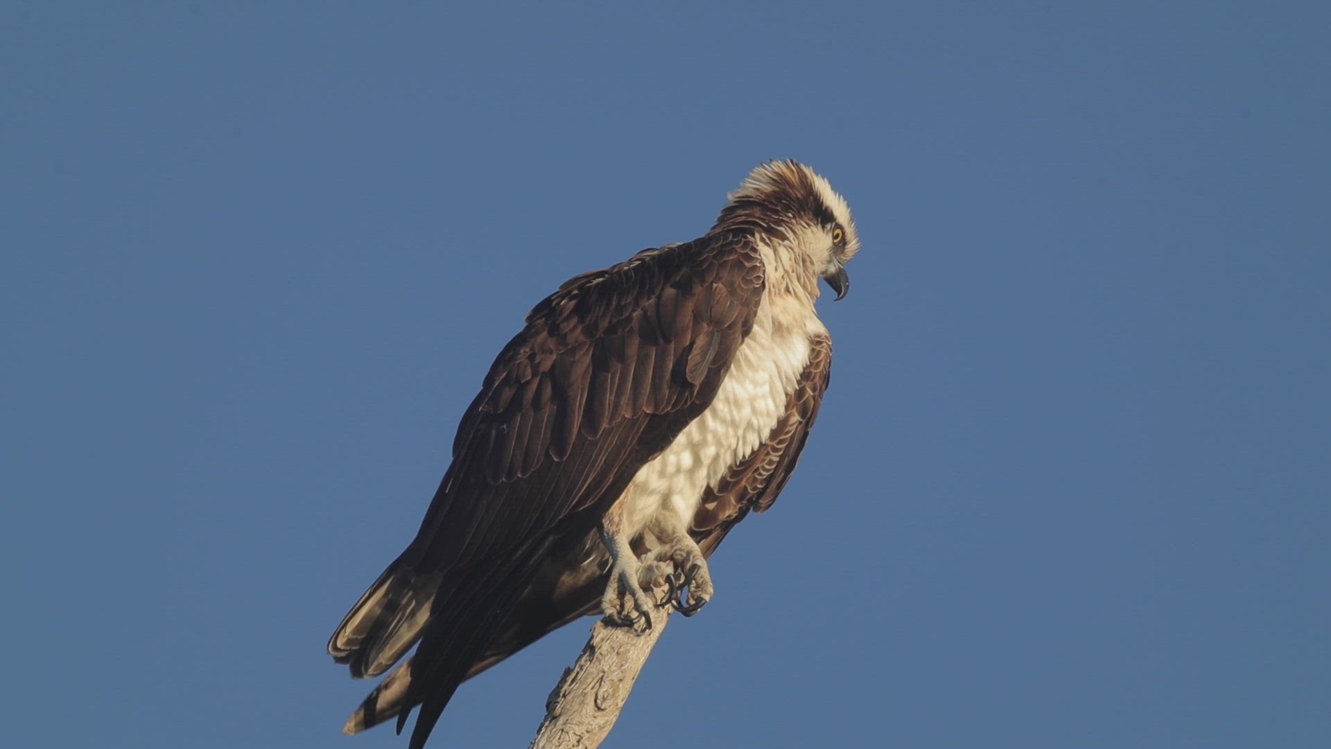 Osprey defecates and take flight after drying off 