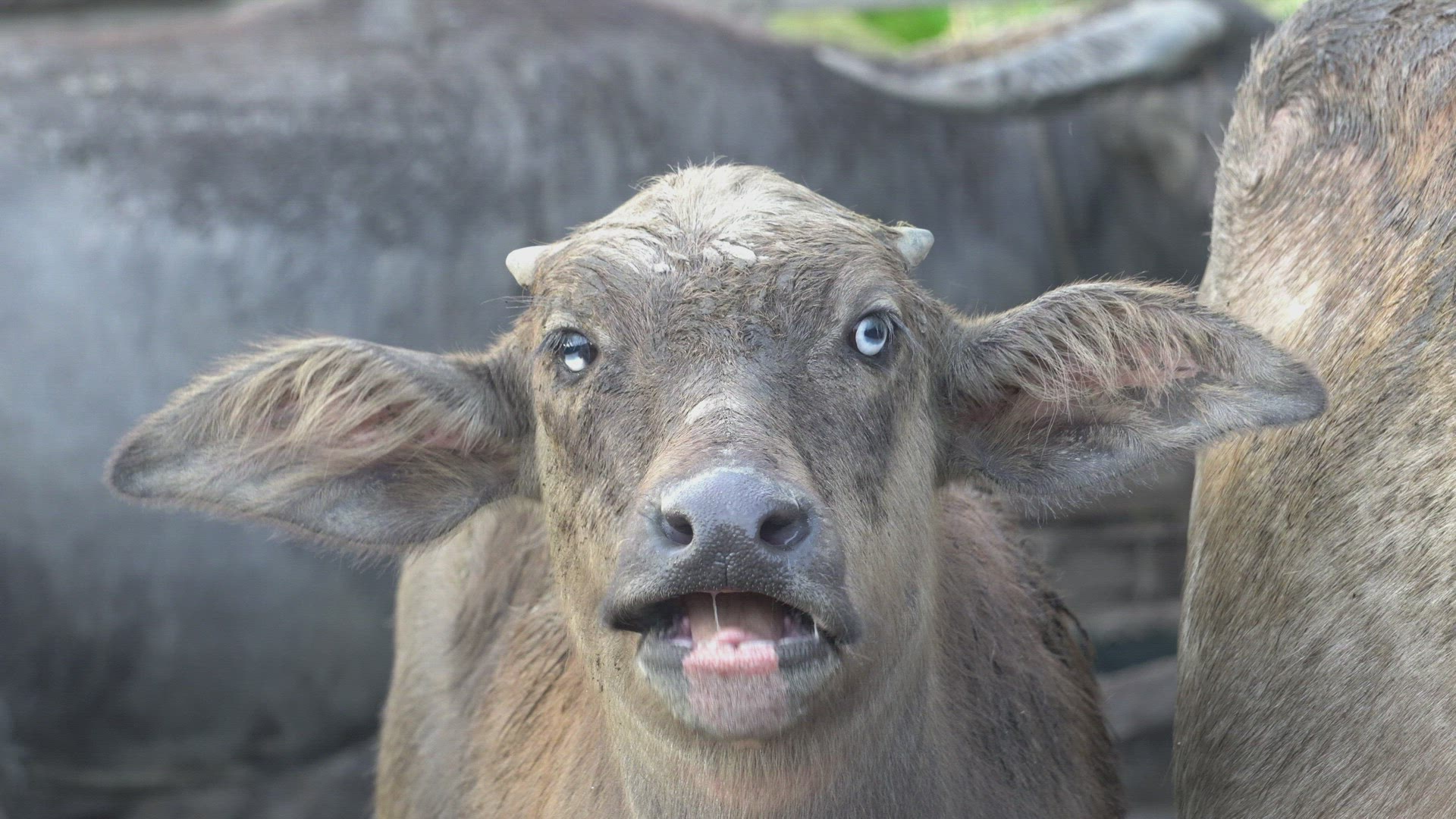 Buffalo cattle with strabismus