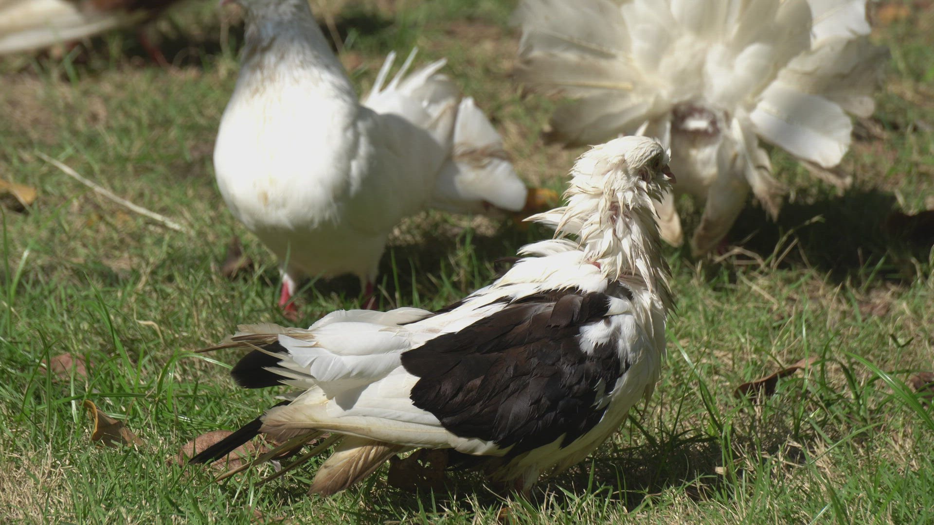 Pigeons walk at green grass.