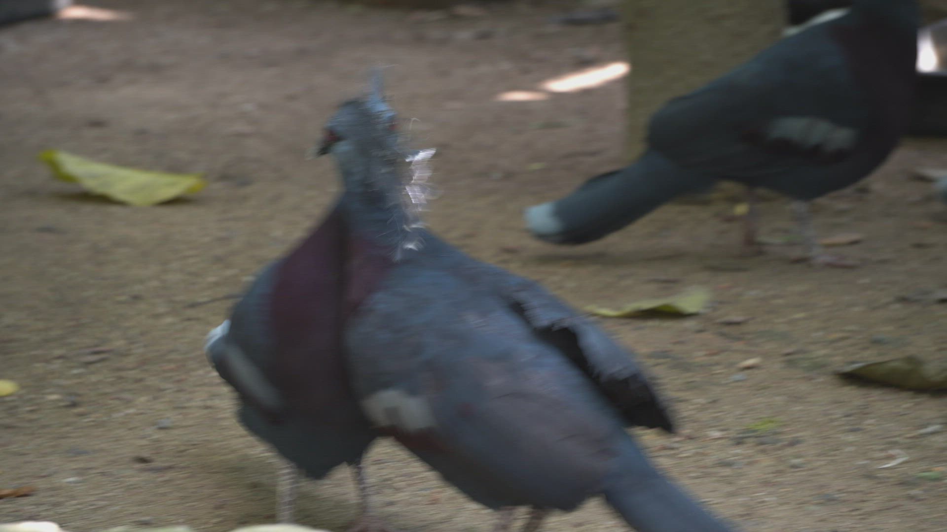 Maroon-breasted Crowned Pigeon fight 