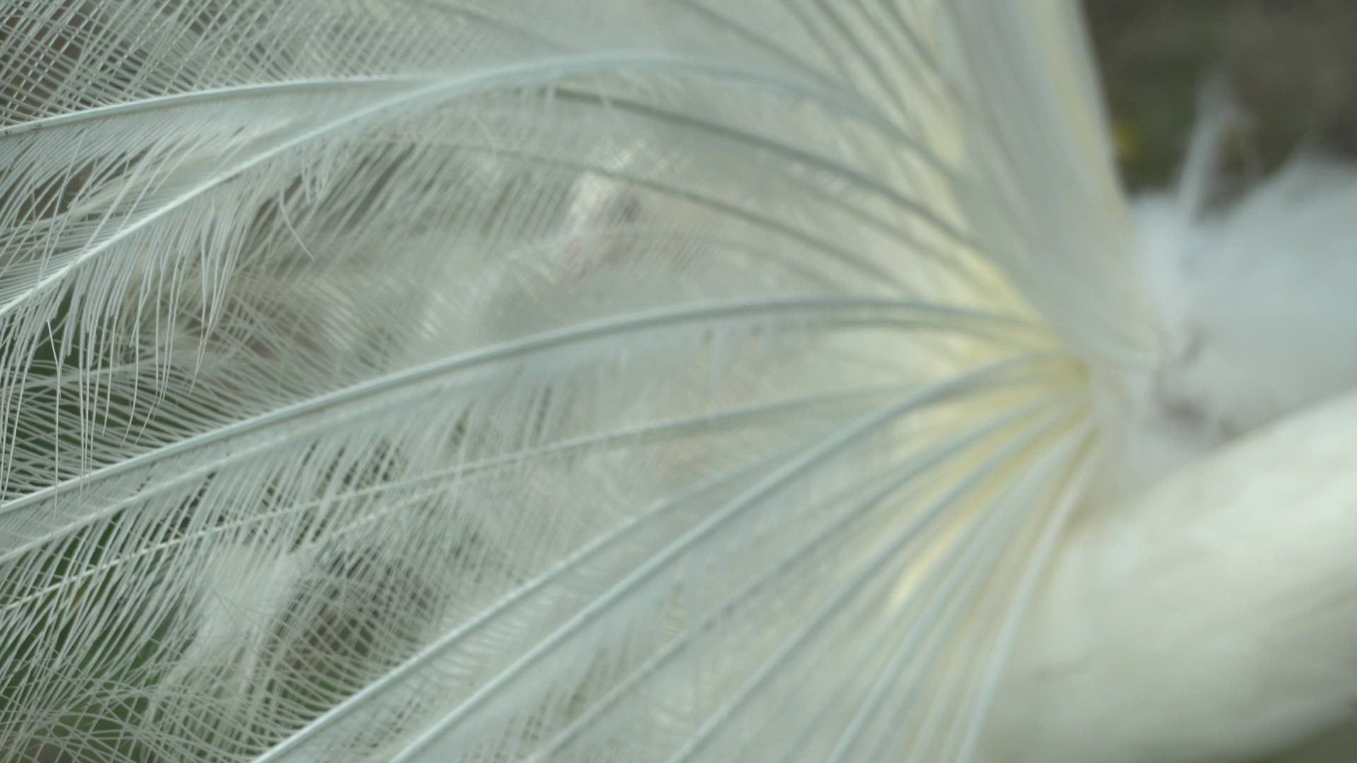 Close up the feather of white peacock.
