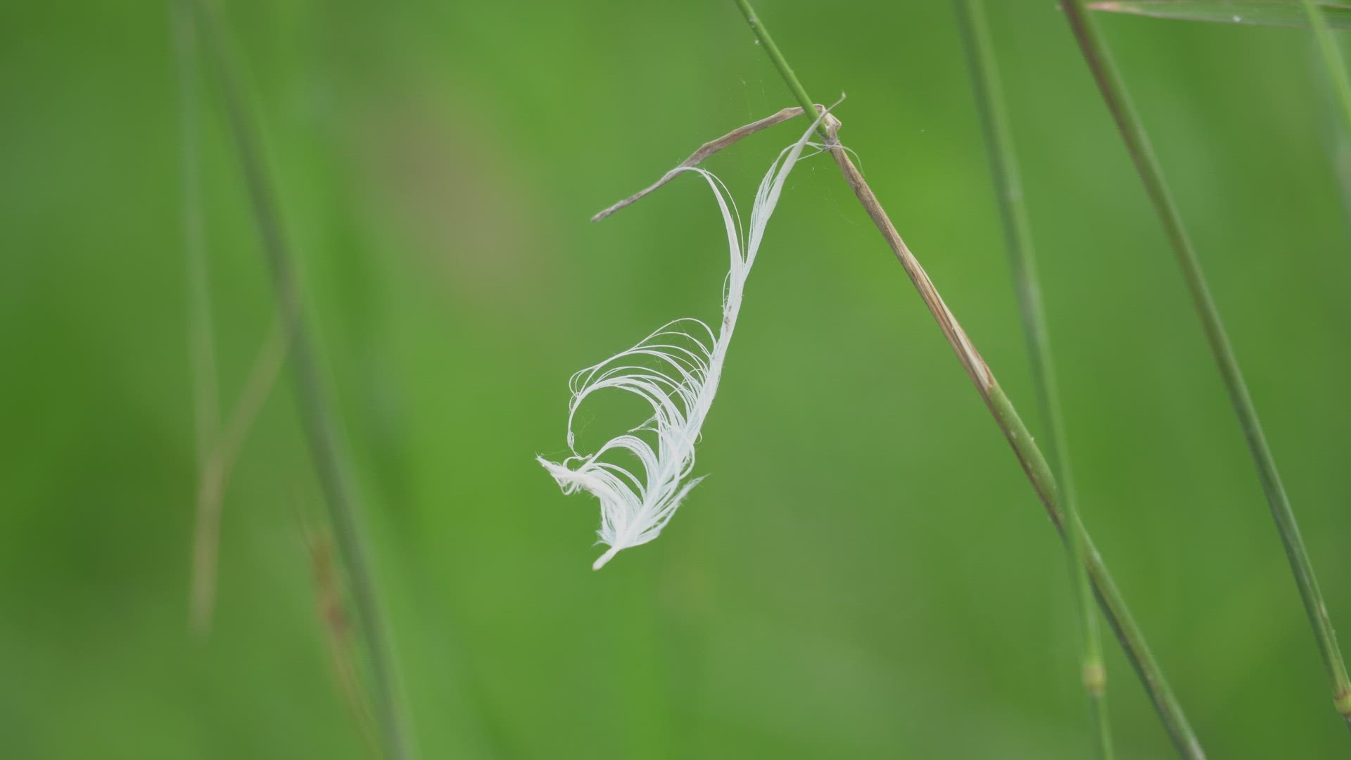 Selective focus a white feather is blown by wind