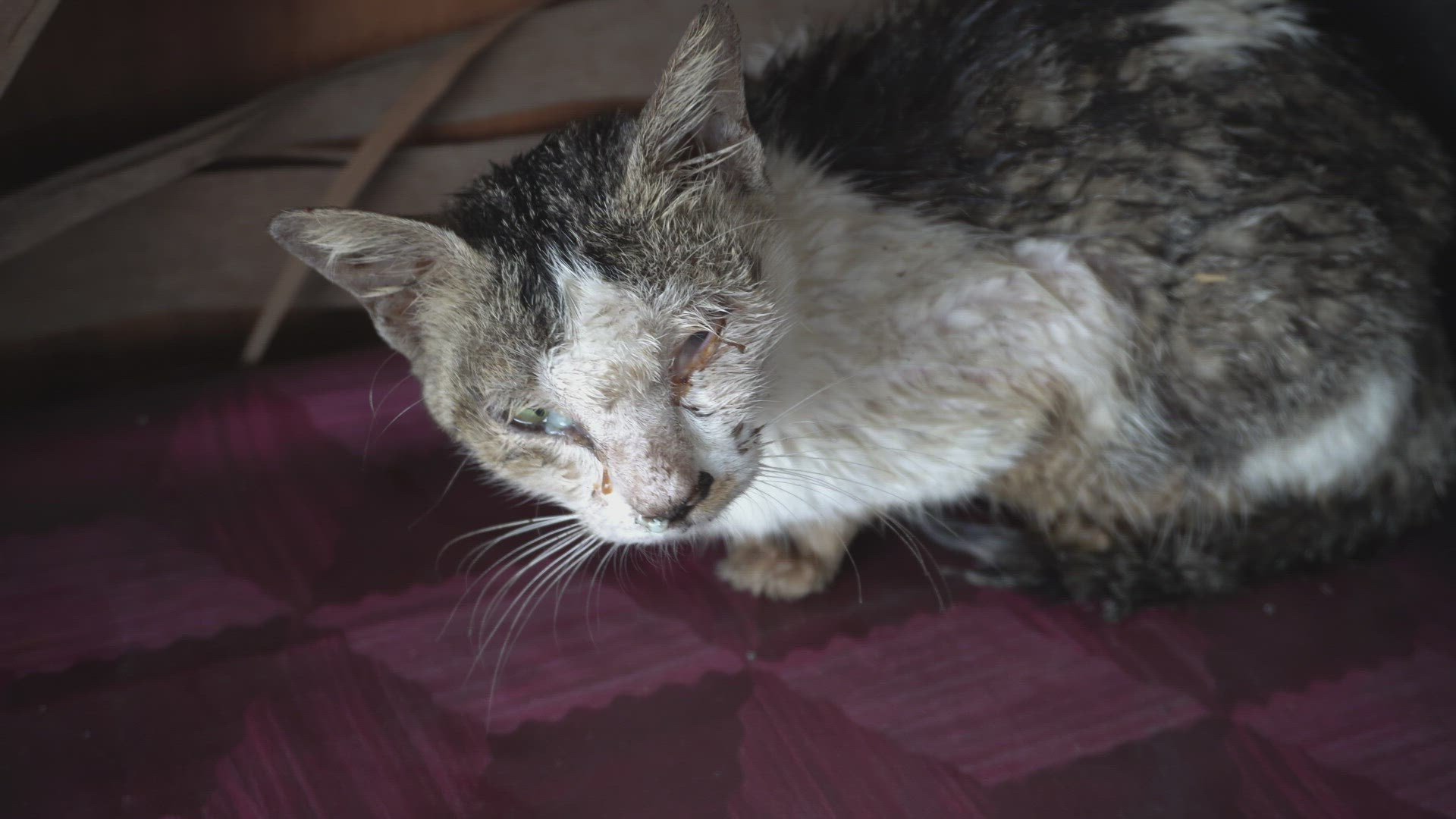 A sick kitten is stay at table