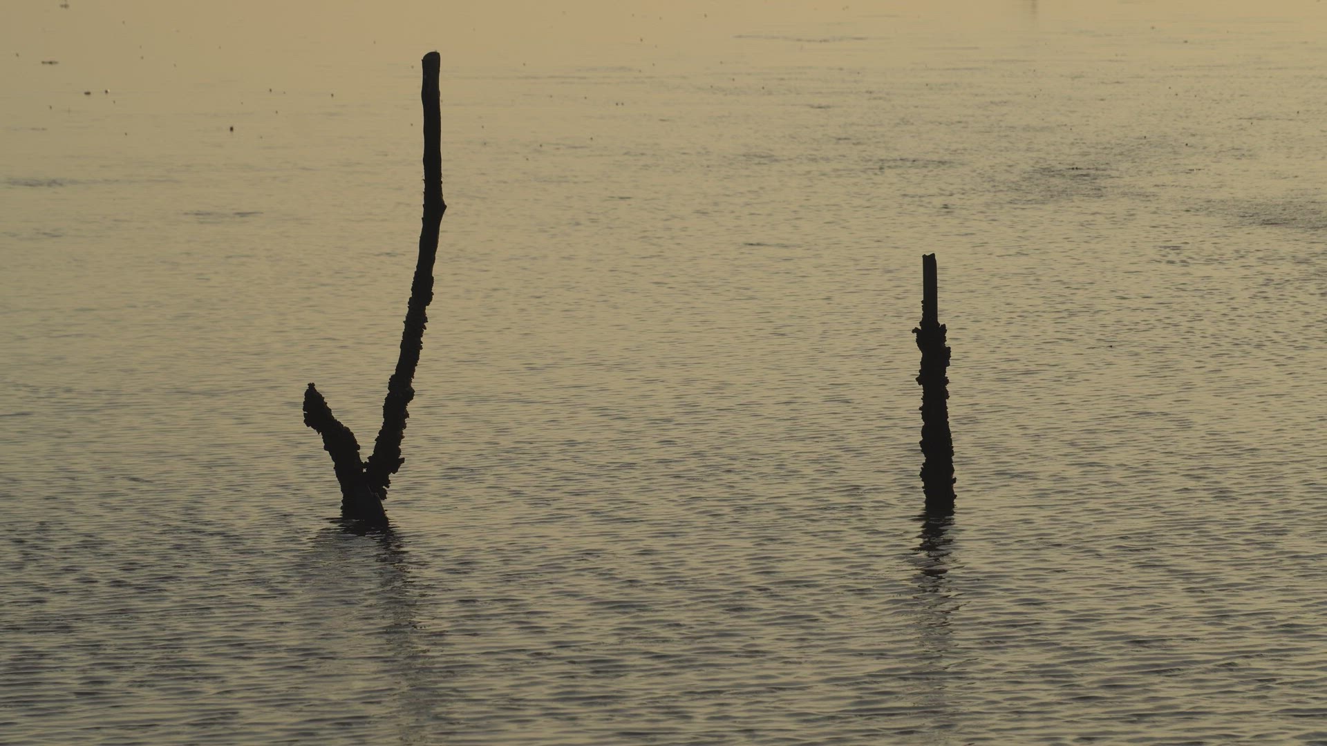 Bare tree at coastal in dusk hour.
