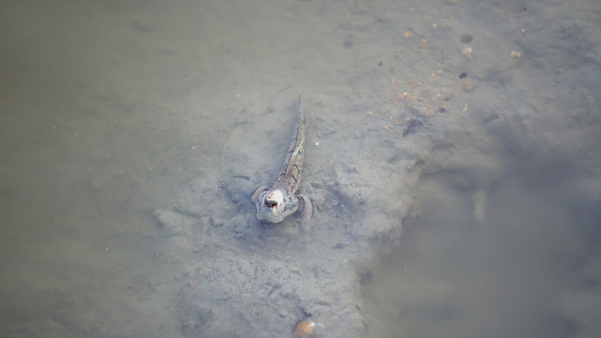 Mudskipper (amphibious fish) is stay at mud.
