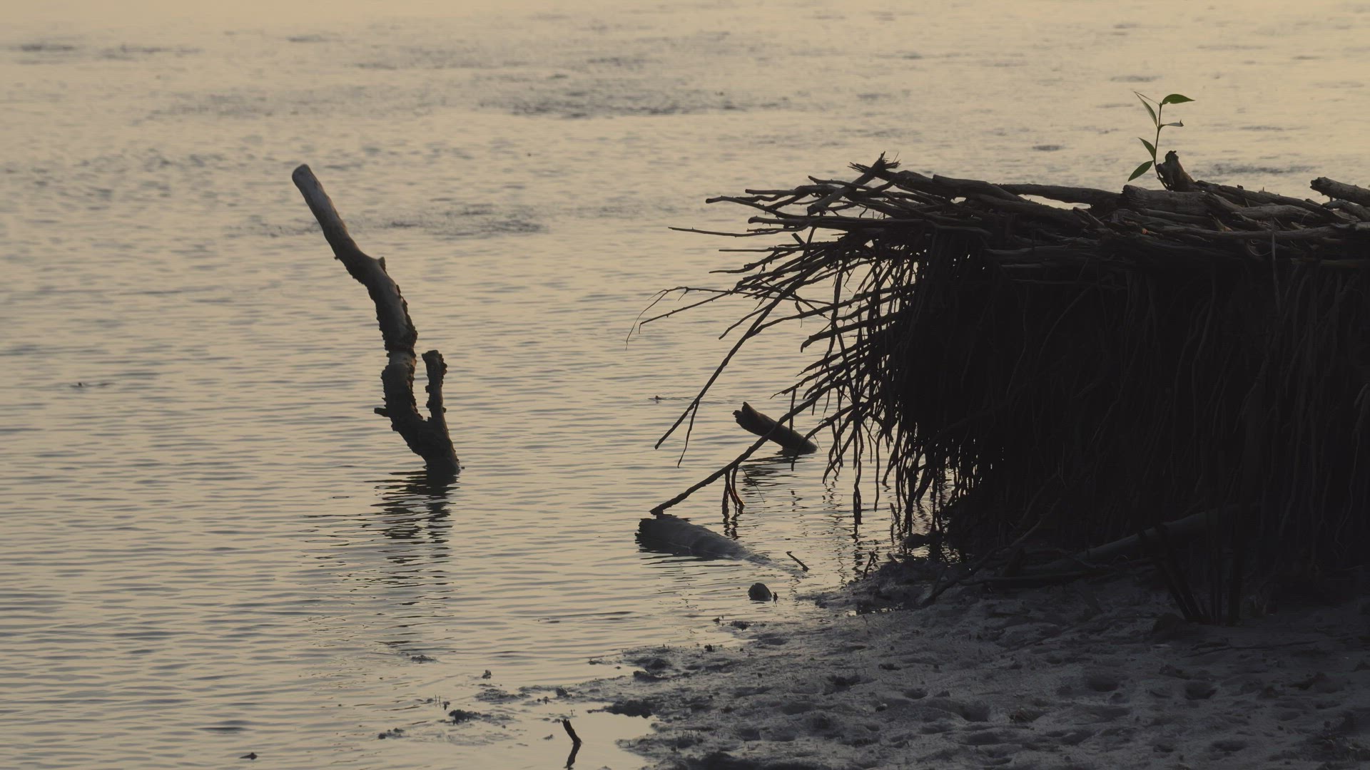 Sea coastal with the dead mangrove tree