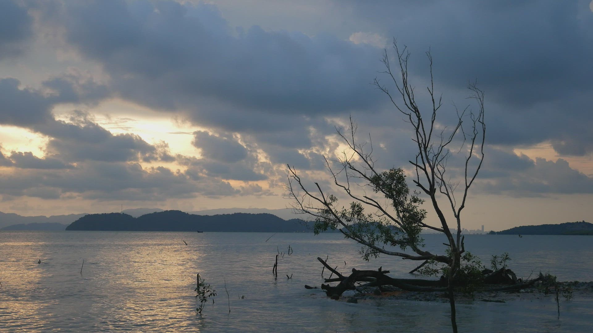 Bare mangrove tree at sea coastal