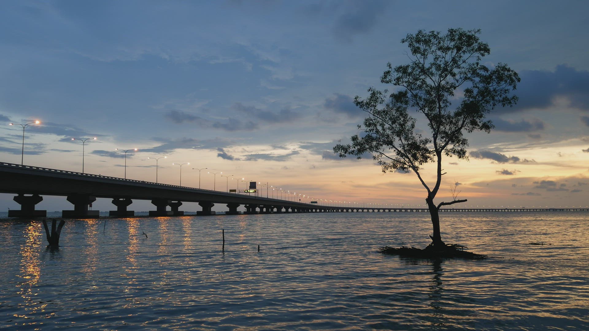 A lonely mangrove tree at the sea coastal. 