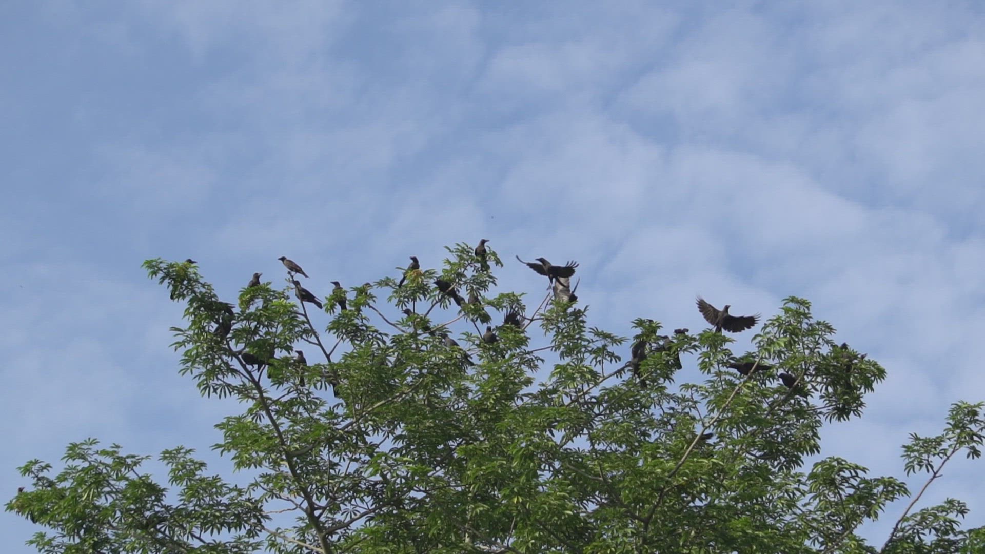 Slow motion crows is fly 