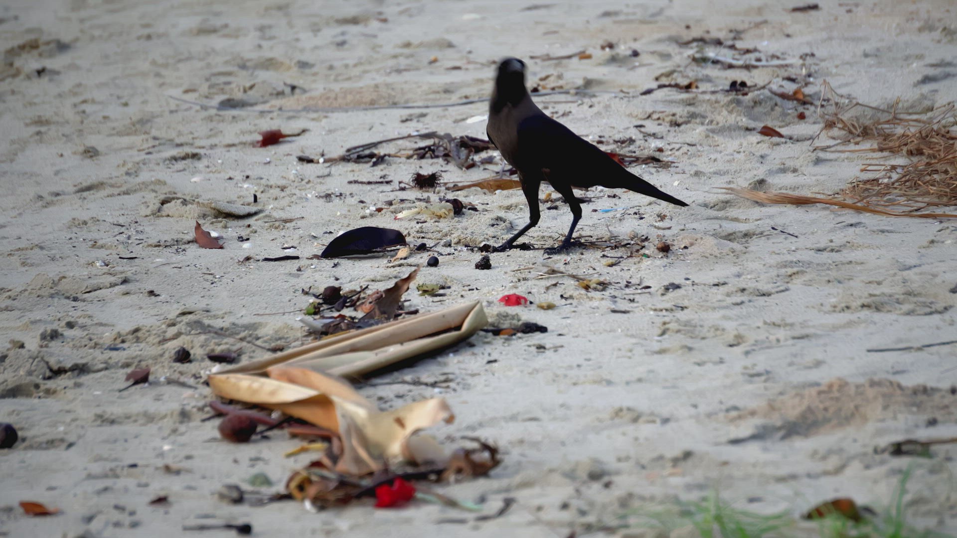 Crow bird is look for food
