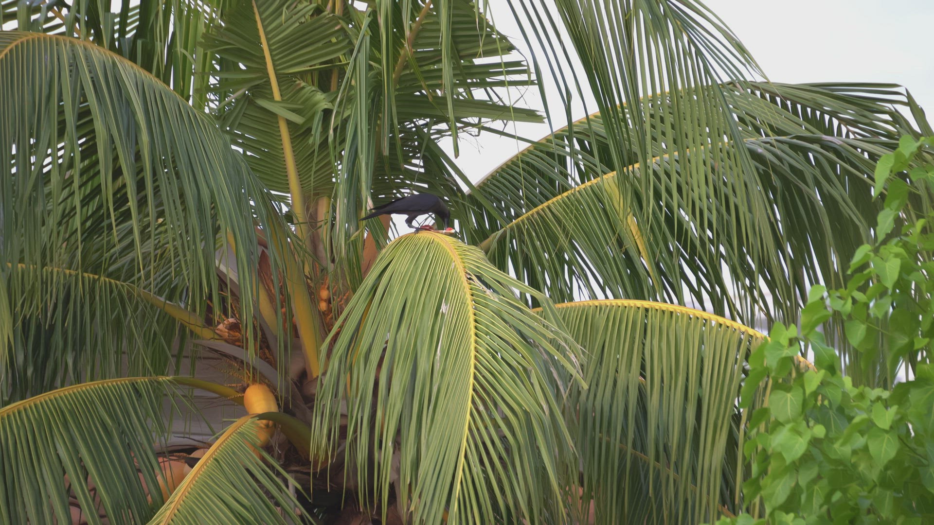 Crows search the food from food plastic bag