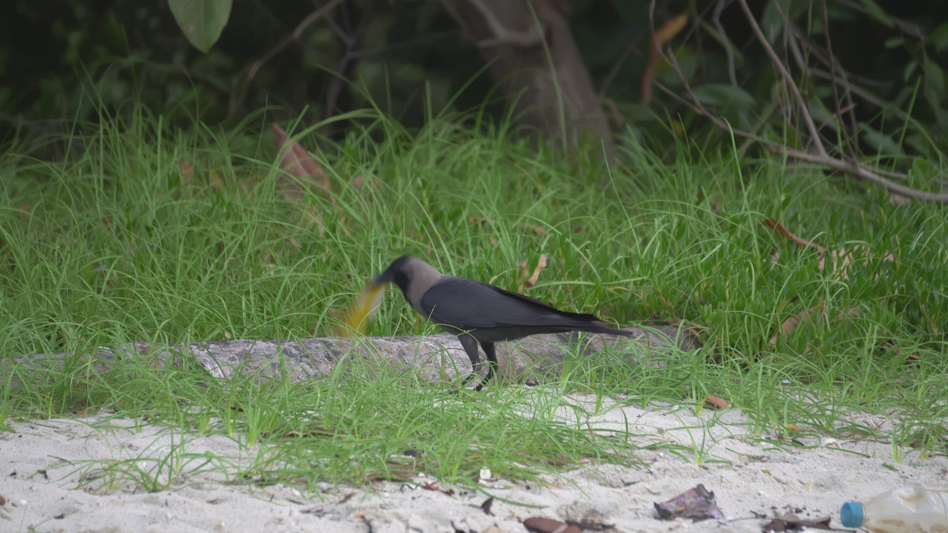 Hungry crow search the food from food plastic