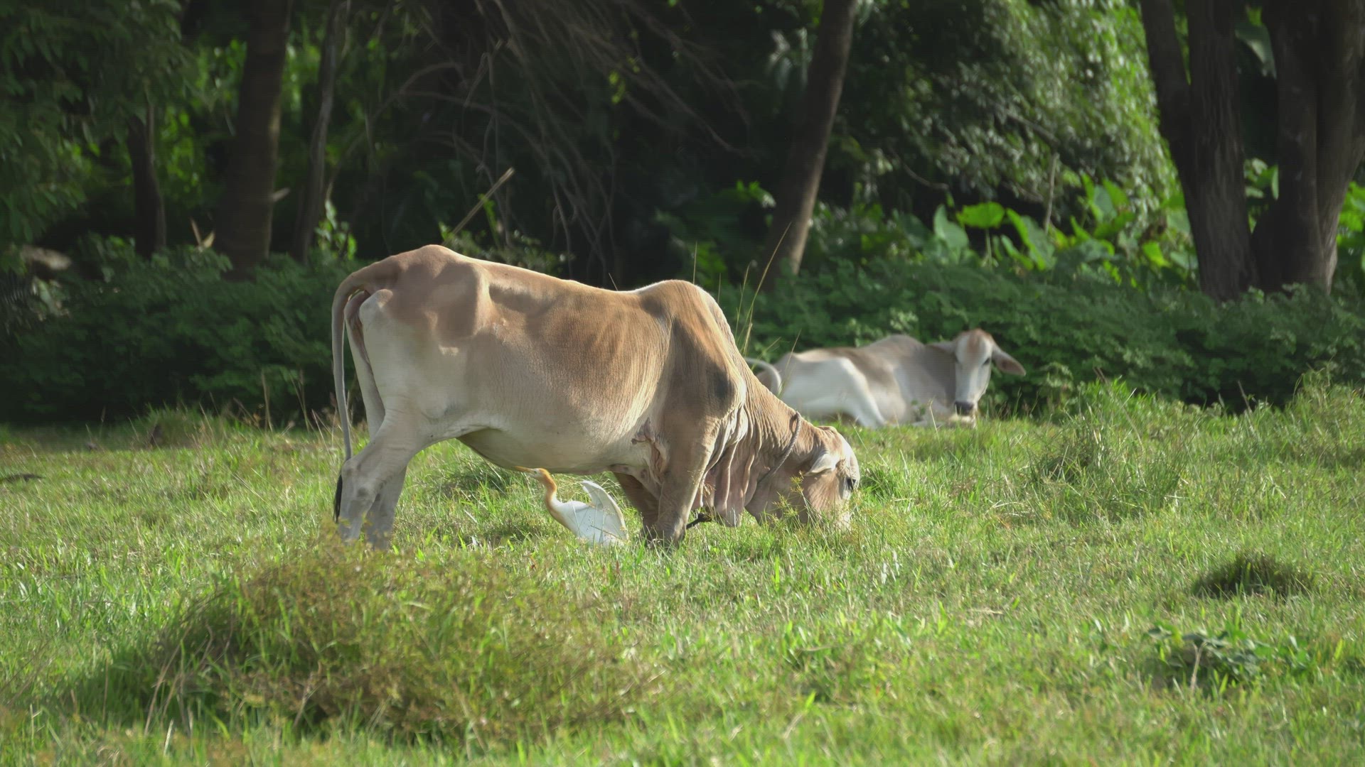 Cow grazing grass at green field.