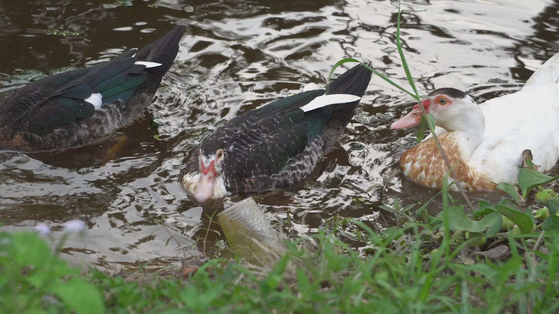 Ducks is swim at the river filled with plastic