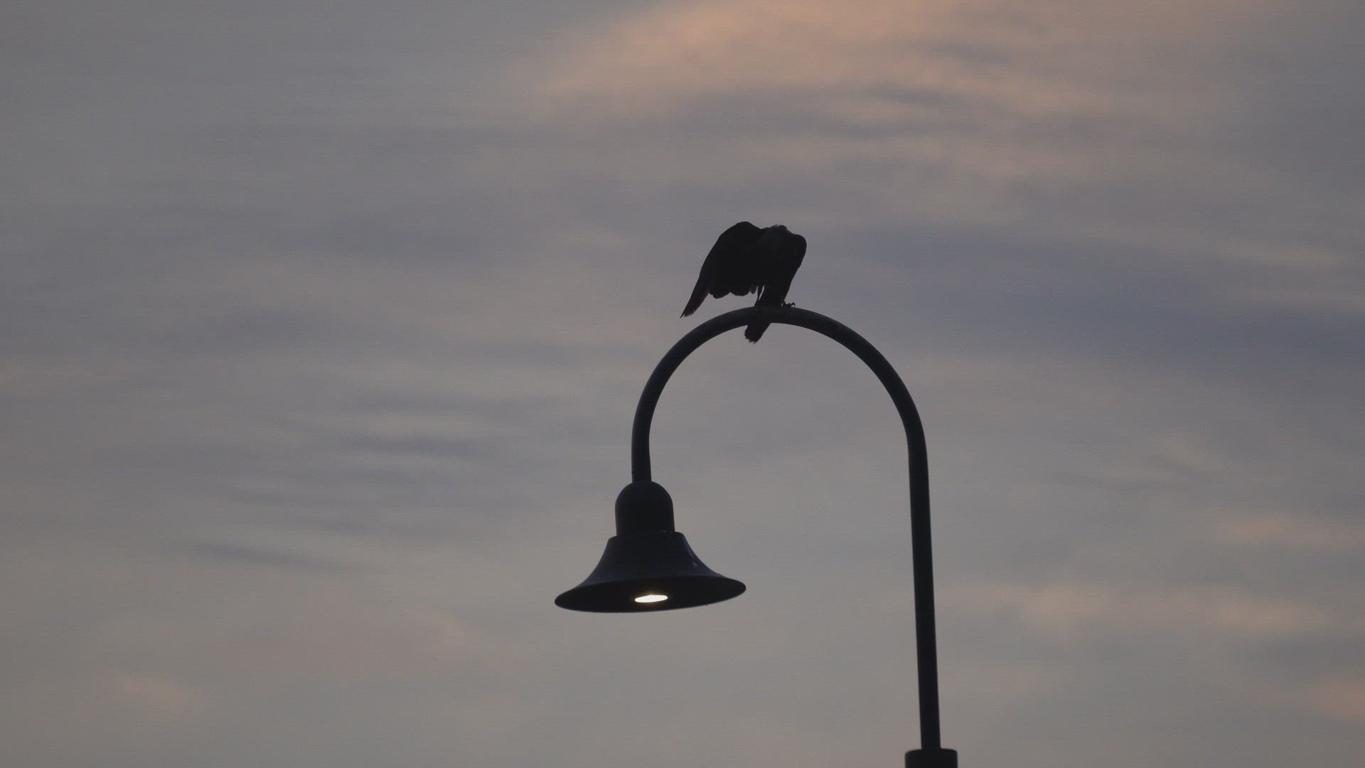 Crow is stand on lamppost.