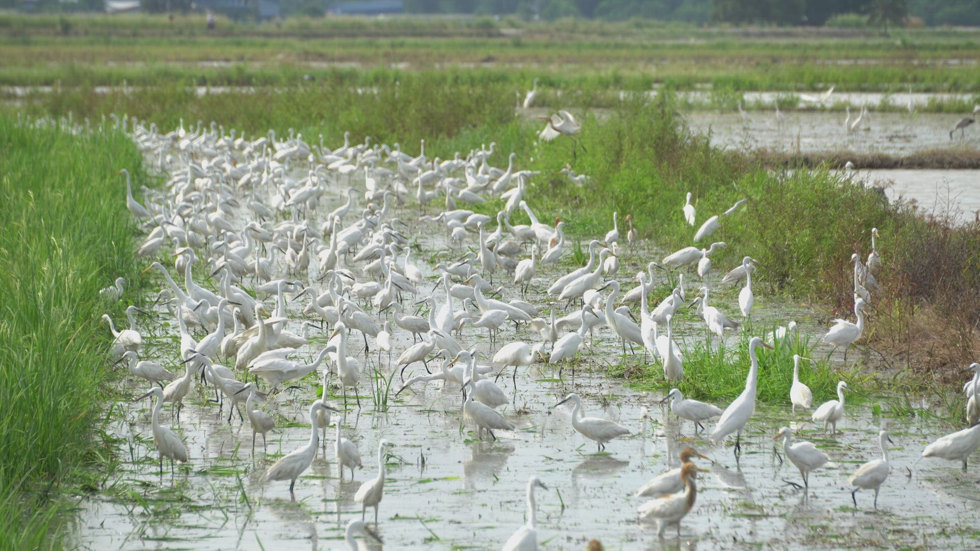 Group of white egret bird stay together in paddy field