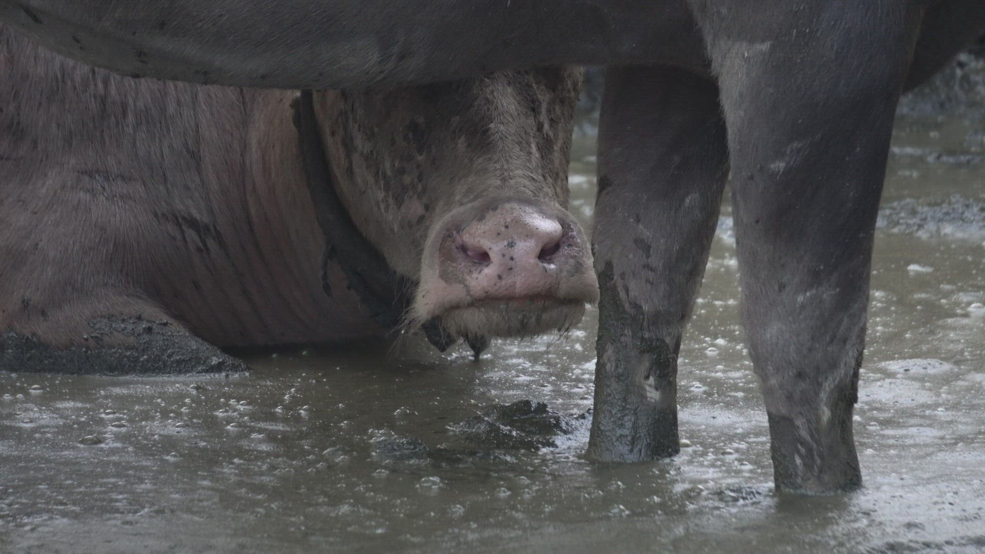 Close up the mouth of buffalo