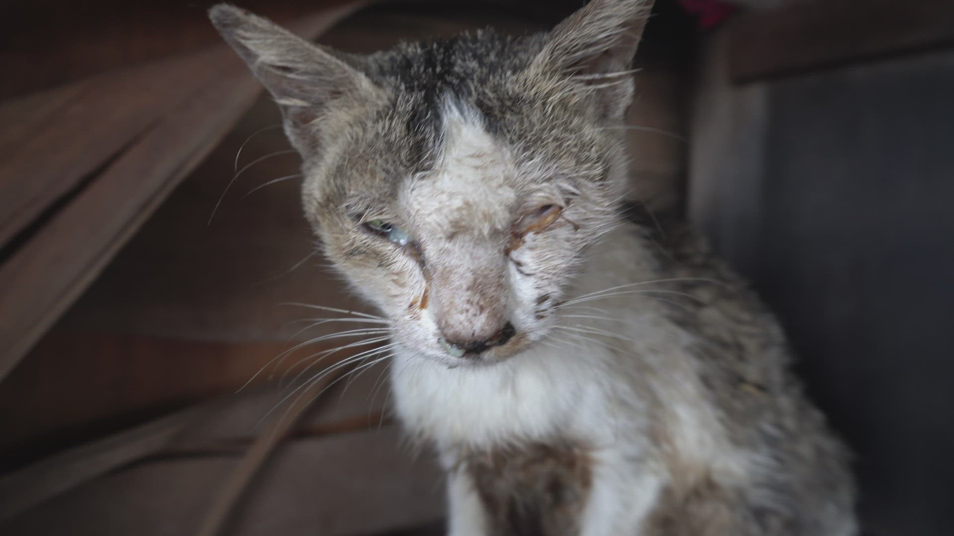 Close up view of a illness cat